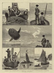 Sun-Fish Shooting